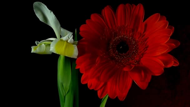 Unblooming botões de flores coloridas, timelapse footage. Fecha, macro. . — Vídeo de Stock