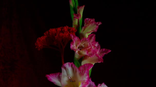 Oblommande färgade blomknoppar, Timelapse Footage. Närbild, makro. — Stockvideo
