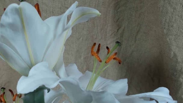 Oblommande färgade blomknoppar, Timelapse Footage. Närbild, makro. — Stockvideo