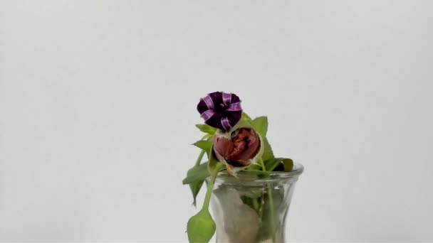 Capullos de flores de colores desflorecientes, imágenes de timelapse. Primer plano, macro . — Vídeos de Stock