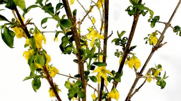 Unblooming colored flower buds, timelapse footage. Close up, macro. — Stock Video