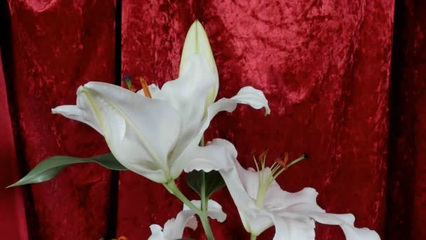 Unblooming colored flower buds, timelapse footage. Close up, macro. — Stock Video