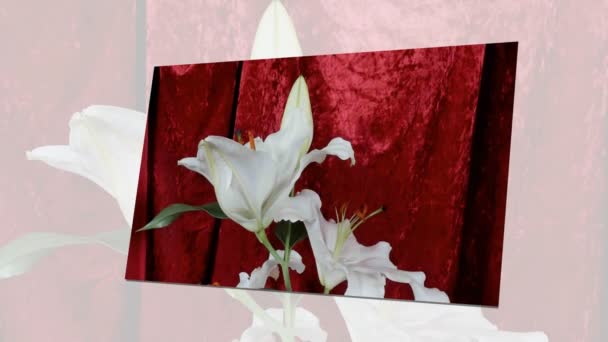 Onbloeiende gekleurde bloemknoppen, timelapse beelden. Close-up, macro. — Stockvideo