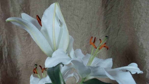 Unblooming botões de flores coloridas, timelapse footage. Fecha, macro. . — Vídeo de Stock