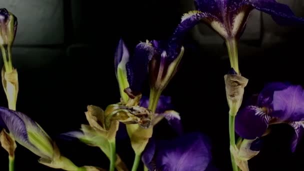 Oblommande färgade blomknoppar, Timelapse Footage. Närbild, makro. — Stockvideo