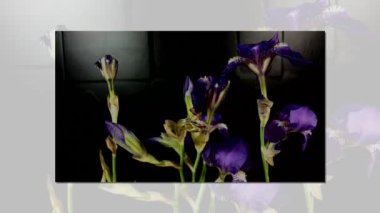 Çiçek açmayan renkli çiçek tomurcukları, timelapse görüntüleri. Yakın çekim, makro.