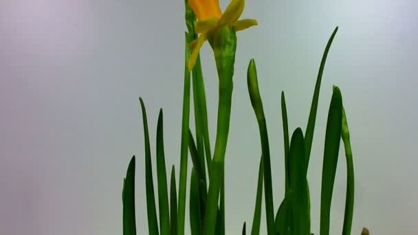 Unblooming botões de flores coloridas, timelapse footage. Fecha, macro. . — Vídeo de Stock