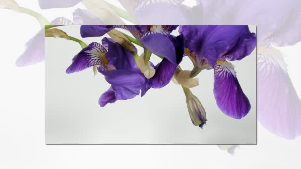 Onbloeiende gekleurde bloemknoppen, timelapse beelden. Close-up, macro. — Stockvideo