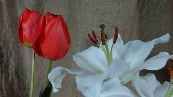 Bourgeons de fleurs de couleur unblooming, séquences timelapse. Gros plan, macro . — Video