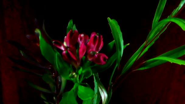 Blommande röda blommor, Timelapse Footage. Närbild, makro. — Stockvideo