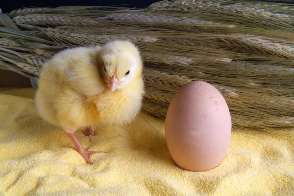 Sevimli küçük tavuk sarı arka plan izole