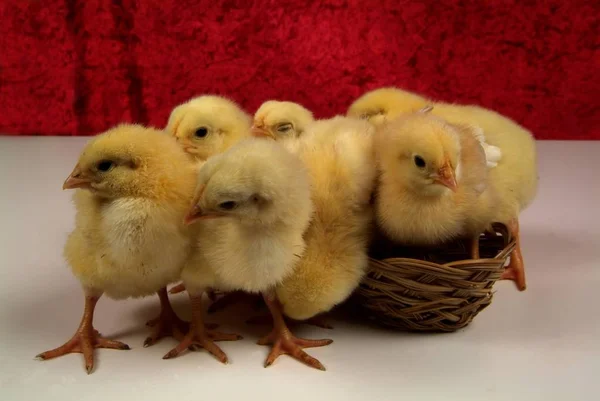 Cute little chickens isolated on yellow background — Stock Photo, Image