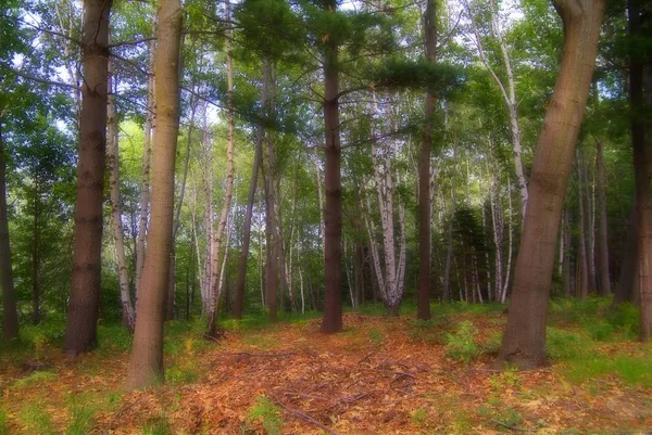 Gün batımında elfic efsanesinden bir orman.