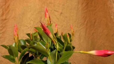 çiçekaçan kırmızı dipladenia , timelapse görüntüleri. Yakın çekim, makro.