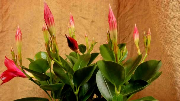 Blooming red dipladenia , timelapse footage. Close up, macro. — Stock Video
