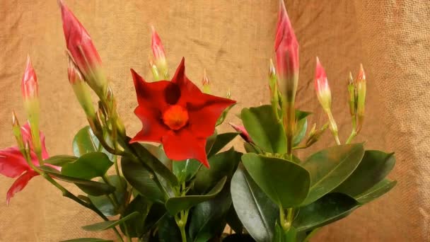 Blooming red dipladenia , timelapse footage. Close up, macro. — Stock Video