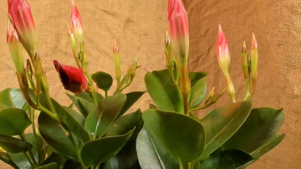Blooming red dipladenia , timelapse footage. Close up, macro. — Stock Video