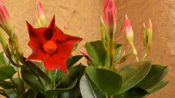 Blooming red dipladenia , timelapse footage. Close up, macro. — Stock Video