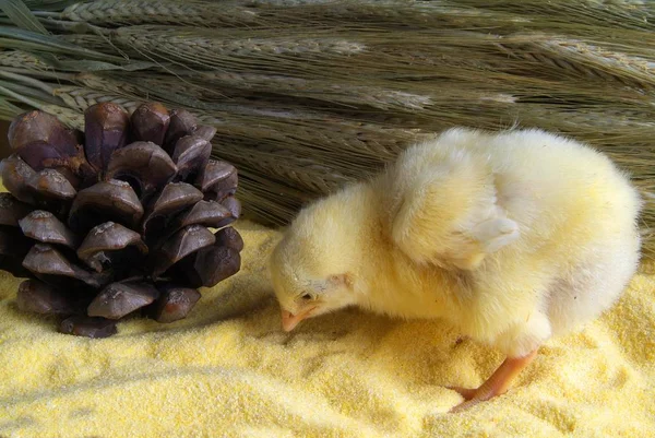 Lindo pollito aislado sobre fondo amarillo — Foto de Stock