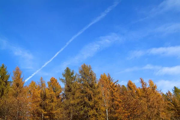 Барвисті дерева і блакитне небо в осінньому парку — стокове фото