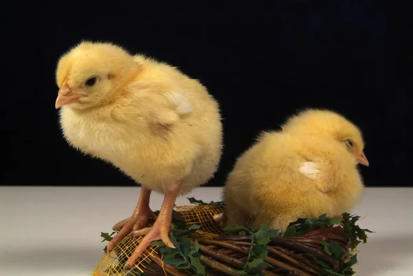 Симпатичная маленькая курица изолирована на желтом фоне и яйца — стоковое фото