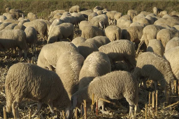 Schapen kudde in Piemonte, in Noord-Italië — Stockfoto