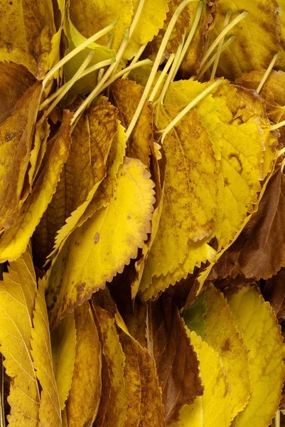 Folhas de outono. Folhas de outono coloridas de uvas selvagens , — Fotografia de Stock