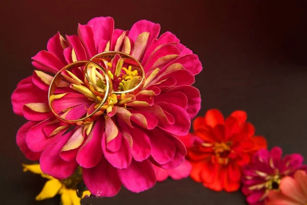 Çiçek açan çiçek tomurcukları. Yakın çekim, makro.