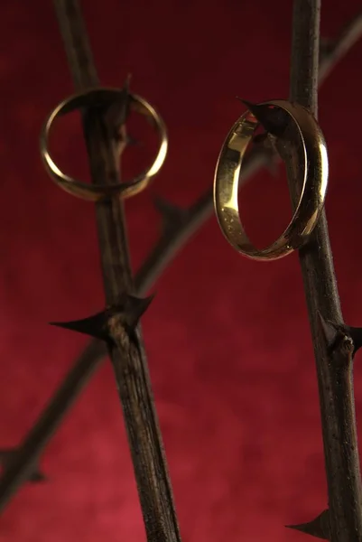 Bir gülün dikeninde asılı alyanslar