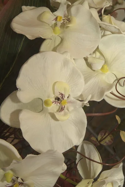 Flor brotes de flores de lirio blanco (Lilium Samur), timelapse footag — Foto de Stock