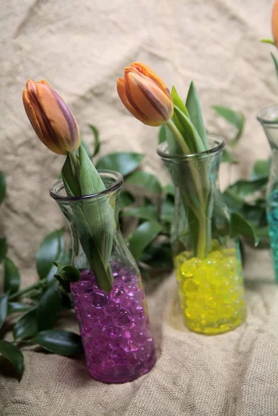 Çiçek açan beyaz zambak çiçek tomurcukları (Lilium Samur), timelapse footag