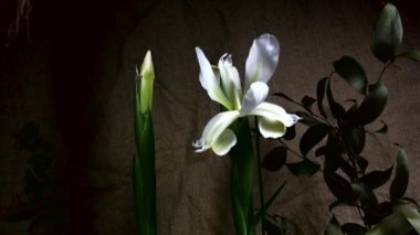 Çiçek açan beyaz iris, timelapse görüntüleri.