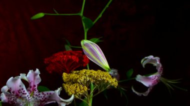 çiçek açan beyaz zambak çiçek tomurcukları Lilium Samur , timelapse görüntüleri. Yakın çekim, makro.