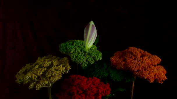 Boccioli di fiori di giglio bianco in fiore Lilium Samur, filmato timelapse. Chiudi, macro . — Video Stock