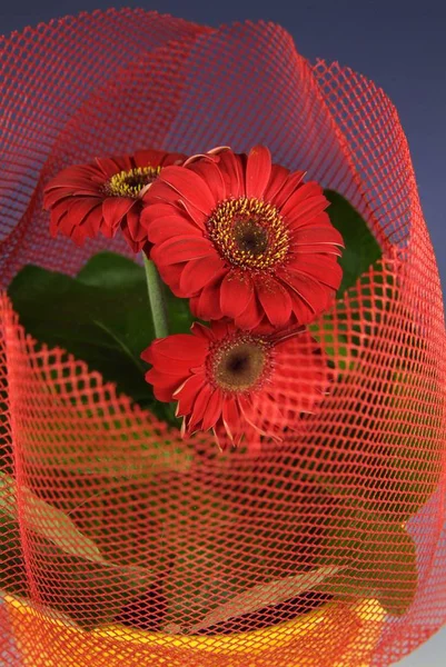 Görünür fib ile renkli bir ağa sarılmış haddelenmiş çiçek Makro