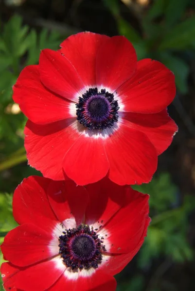 Bright red poppy flower isolated on dark ,top view — Stock Photo, Image