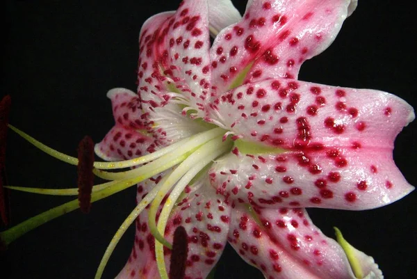 Bloeiende witte lelie bloemknoppen. Close-up, macro. — Stockfoto