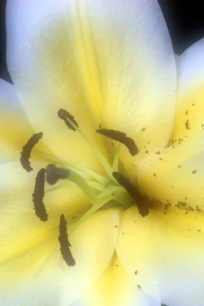 blooming white lily flower buds Lilium Samur . Close up, macro.