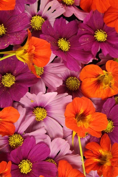 Orange and pink flower background vividly bright — Stock Photo, Image