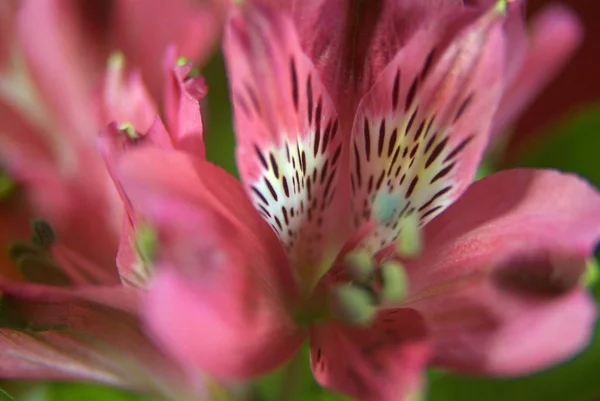 Primer plano de flor roja con papel oscuro — Foto de Stock