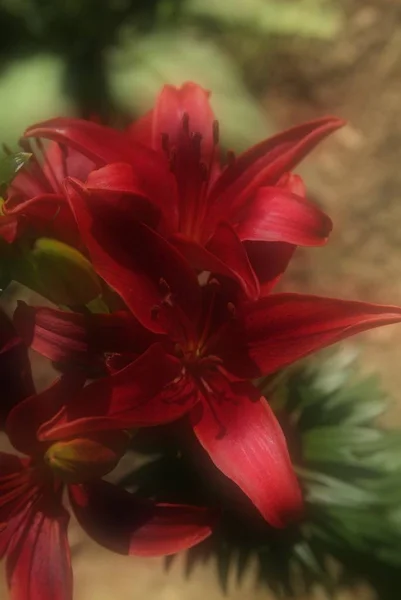 Primer plano de flor roja con papel oscuro — Foto de Stock