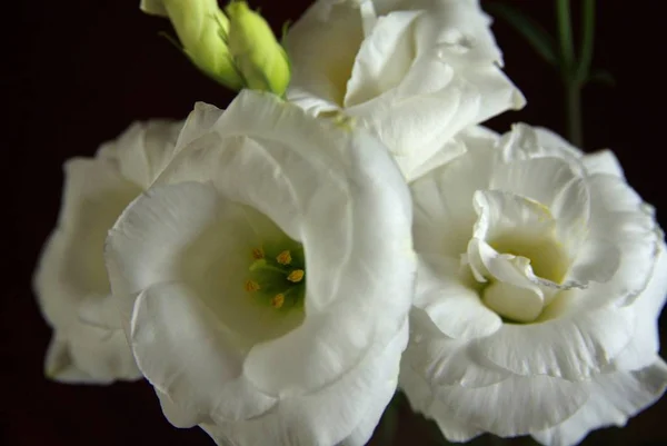 Primer plano de flor blanca con papel oscuro — Foto de Stock