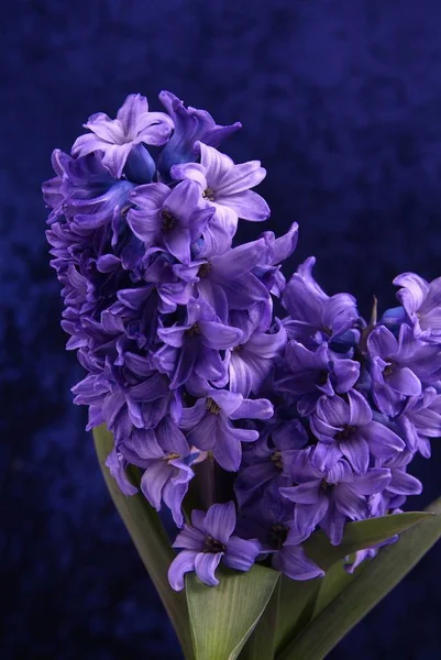 Primer plano de flor azul con papel oscuro — Foto de Stock