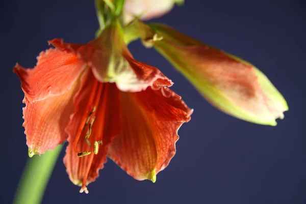 Primer plano de flor roja con papel oscuro — Foto de Stock