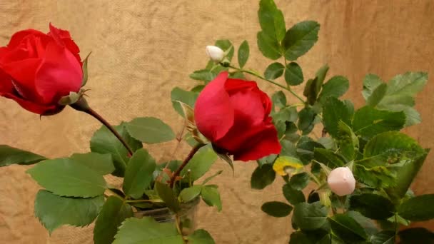 Rosa roja y blanca desfloreciente, imágenes de timelapse . — Vídeos de Stock