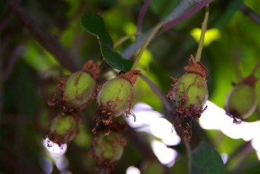 Variegated Kiwi Vine (Actinidia kolomikta) in garden clipart