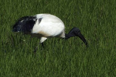 Kutsal Afrika aynak (Latince adı threskiornis aethiopicus) wading