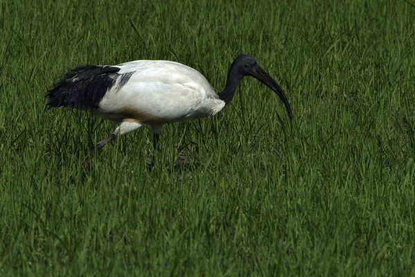 Sacred African ibis (Latin name threskiornis aethiopicus) wading — Stock Photo, Image