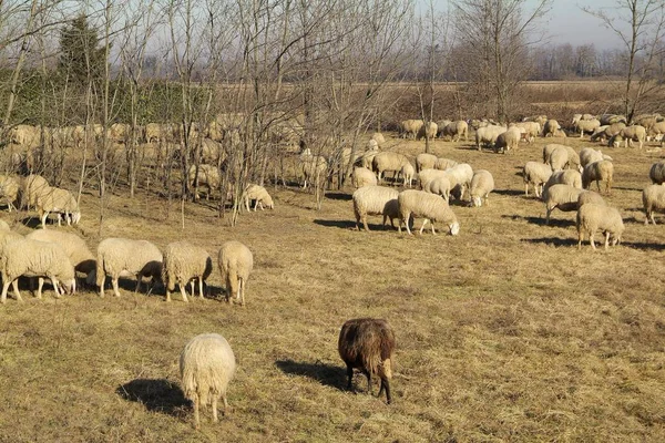 Вівці з дороги в Італії — стокове фото