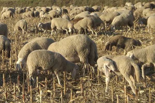 Вівці з дороги в Італії — стокове фото